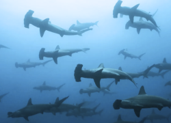 requins, océan
